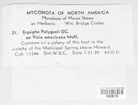 Erysiphe polygoni image